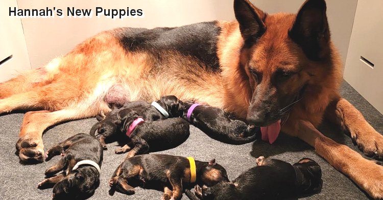 New litter of GSD puppies for sale in Arkansas Little Rock and Benton