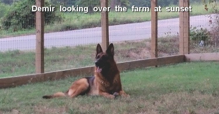 Vom Westerman German Shepherds - Purebred Puppies for sale in Tulsa Oklahoma