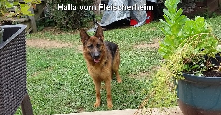 Vom Westerman German Shepherds - Purebred black and red GSD Pups for sale Springfield Missouri