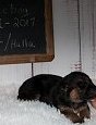 Halla - Demir Puppy - VWGSD's - Purebred GSD Pups