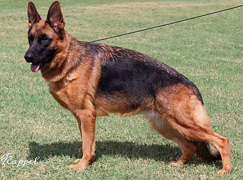 Cherokee vom Westerman trained German Shepherd Male - Purebred Puppies for sale Little Rock Arkansas