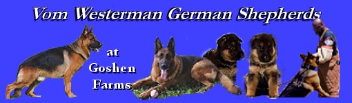 Vom Westerman Quality Purebred German Shepherd Puppies For Sale