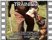 Training Video from Vom Westerman German Shepherds